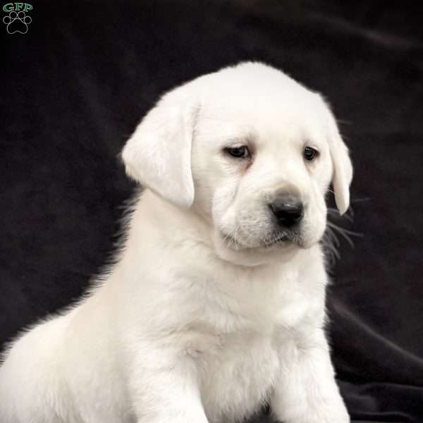 Gemma, Yellow Labrador Retriever Puppy