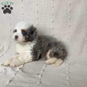 Lila, Mini Bernedoodle Puppy