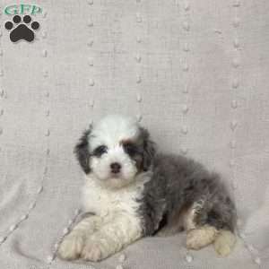 Lila, Mini Bernedoodle Puppy