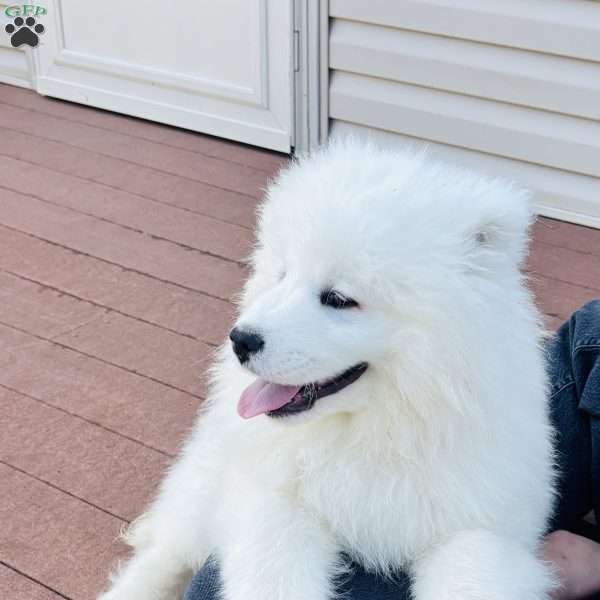 Maverick, Samoyed Puppy