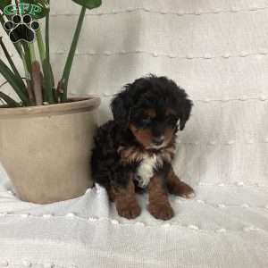 Lily, Mini Bernedoodle Puppy