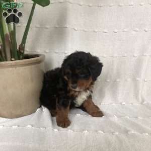 Lily, Mini Bernedoodle Puppy
