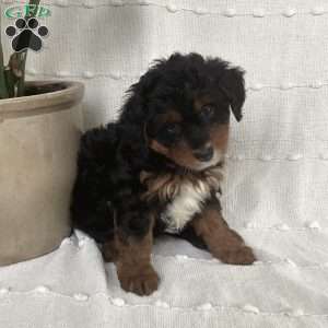 Lily, Mini Bernedoodle Puppy