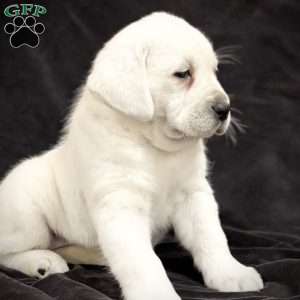 Gemma, Yellow Labrador Retriever Puppy