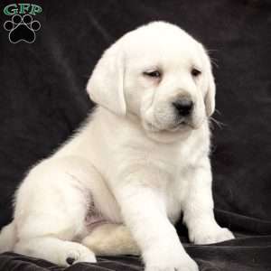 Gemma, Yellow Labrador Retriever Puppy