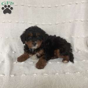 Lily, Mini Bernedoodle Puppy