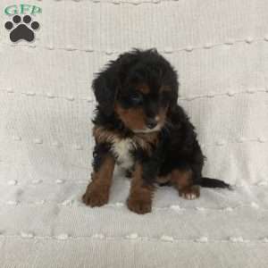 Lily, Mini Bernedoodle Puppy