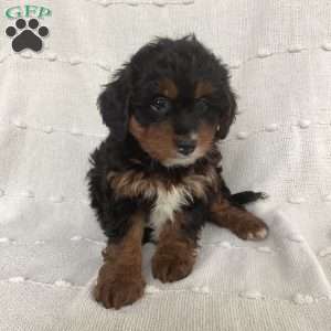 Lily, Mini Bernedoodle Puppy