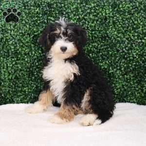 Bella, Mini Bernedoodle Puppy