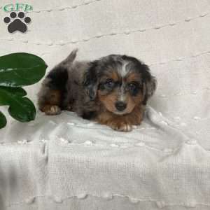 Laney, Mini Bernedoodle Puppy