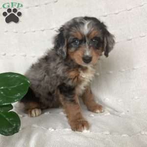 Laney, Mini Bernedoodle Puppy