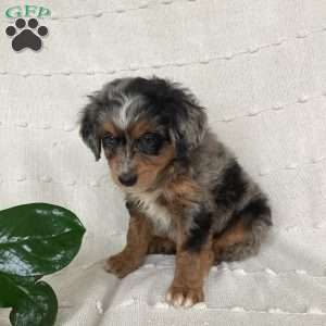 Laney, Mini Bernedoodle Puppy