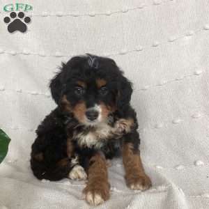 Lexi, Mini Bernedoodle Puppy
