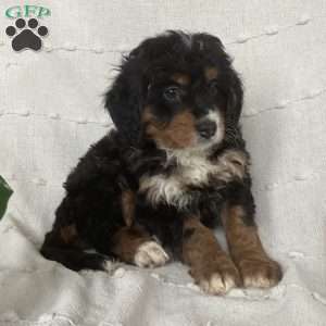 Lexi, Mini Bernedoodle Puppy
