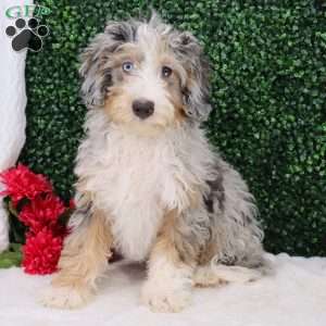 Rocky, Mini Bernedoodle Puppy