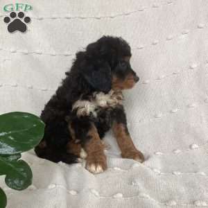 Lexi, Mini Bernedoodle Puppy