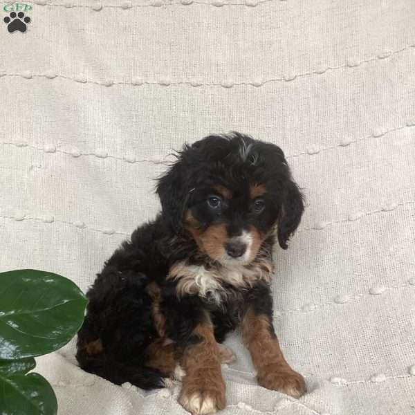 Lexi, Mini Bernedoodle Puppy