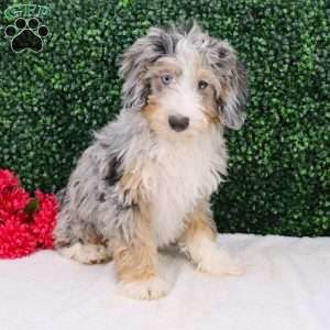 Rocky, Mini Bernedoodle Puppy