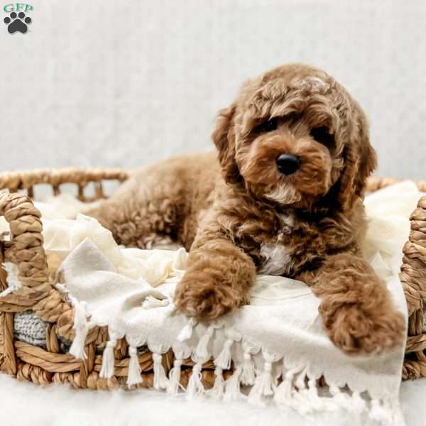 Reacher, Cavapoo Puppy