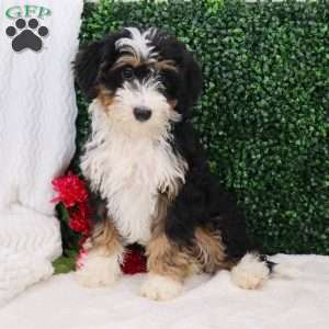 Ace, Mini Bernedoodle Puppy