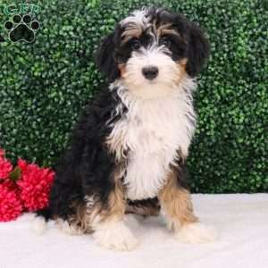 Ace, Mini Bernedoodle Puppy