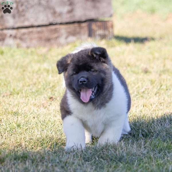 Brie, Akita Puppy