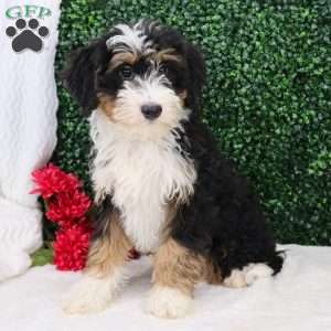 Ace, Mini Bernedoodle Puppy