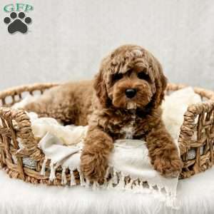 Reacher, Cavapoo Puppy