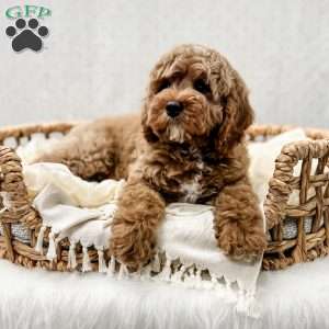 Reacher, Cavapoo Puppy