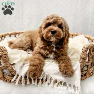 Reacher, Cavapoo Puppy