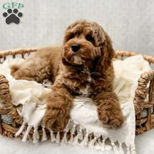Reacher, Cavapoo Puppy
