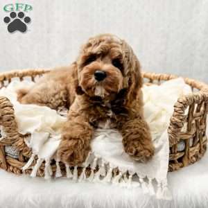 Reacher, Cavapoo Puppy