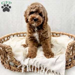 Reacher, Cavapoo Puppy