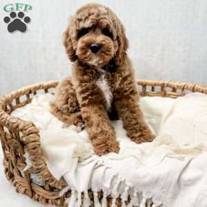 Reacher, Cavapoo Puppy