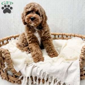 Reacher, Cavapoo Puppy