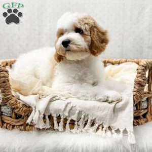 River, Cavapoo Puppy