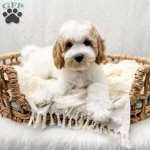 River, Cavapoo Puppy
