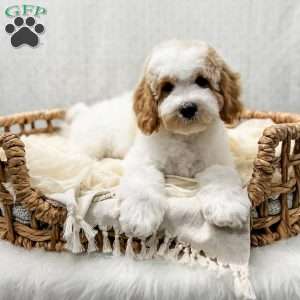River, Cavapoo Puppy
