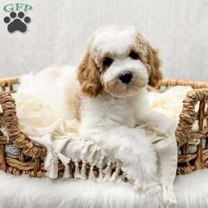 River, Cavapoo Puppy