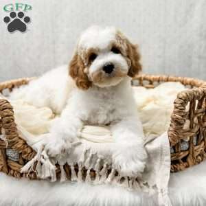 River, Cavapoo Puppy