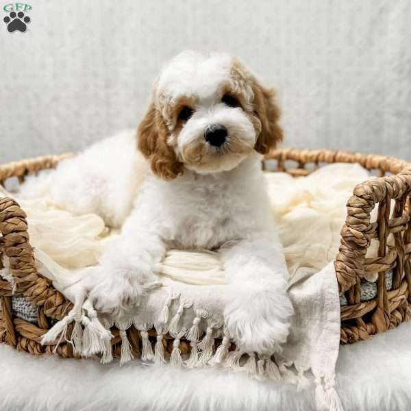 River, Cavapoo Puppy
