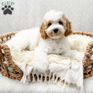 River, Cavapoo Puppy
