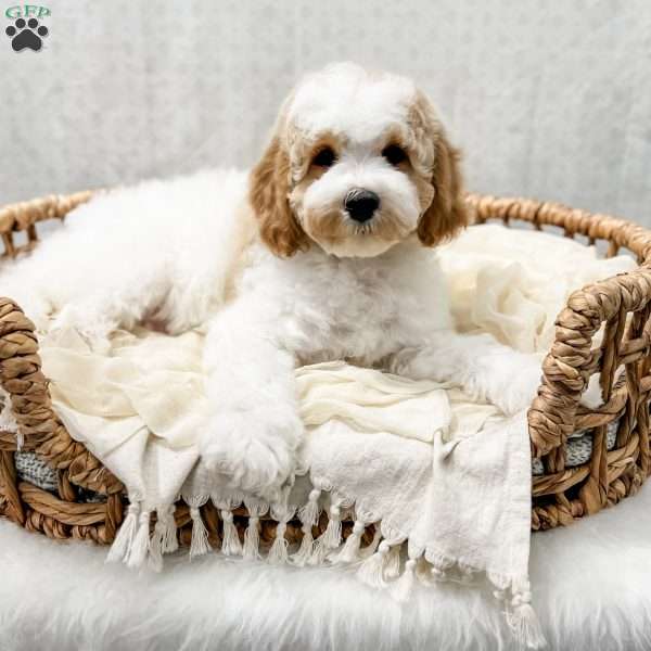 River, Cavapoo Puppy