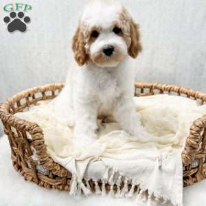 River, Cavapoo Puppy