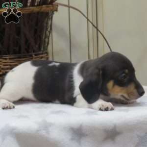 Jasper-Mini, Dachshund Puppy