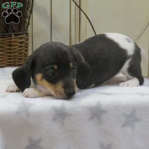 Jasper-Mini, Dachshund Puppy