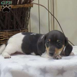 Jasper-Mini, Dachshund Puppy