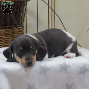 Jasper-Mini, Dachshund Puppy
