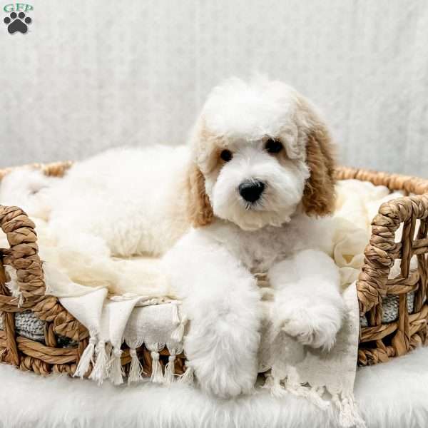 Rye, Cavapoo Puppy