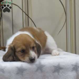 Joey-Mini, Dachshund Puppy